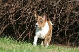 BASENJI 113